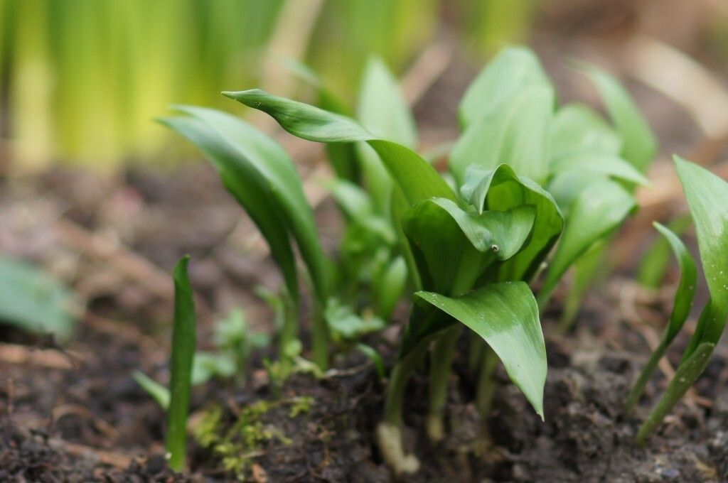 opkomende daslook salie beetsterzwaag